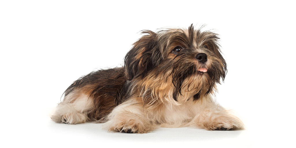Long-haired dogs - Havanese.