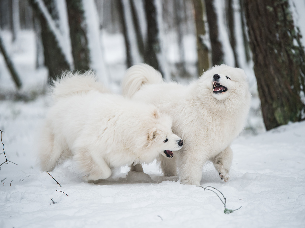 What does Samoyed mean?