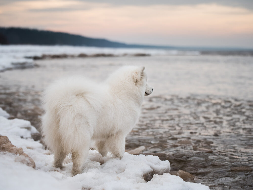 The word Samoyed meaning.