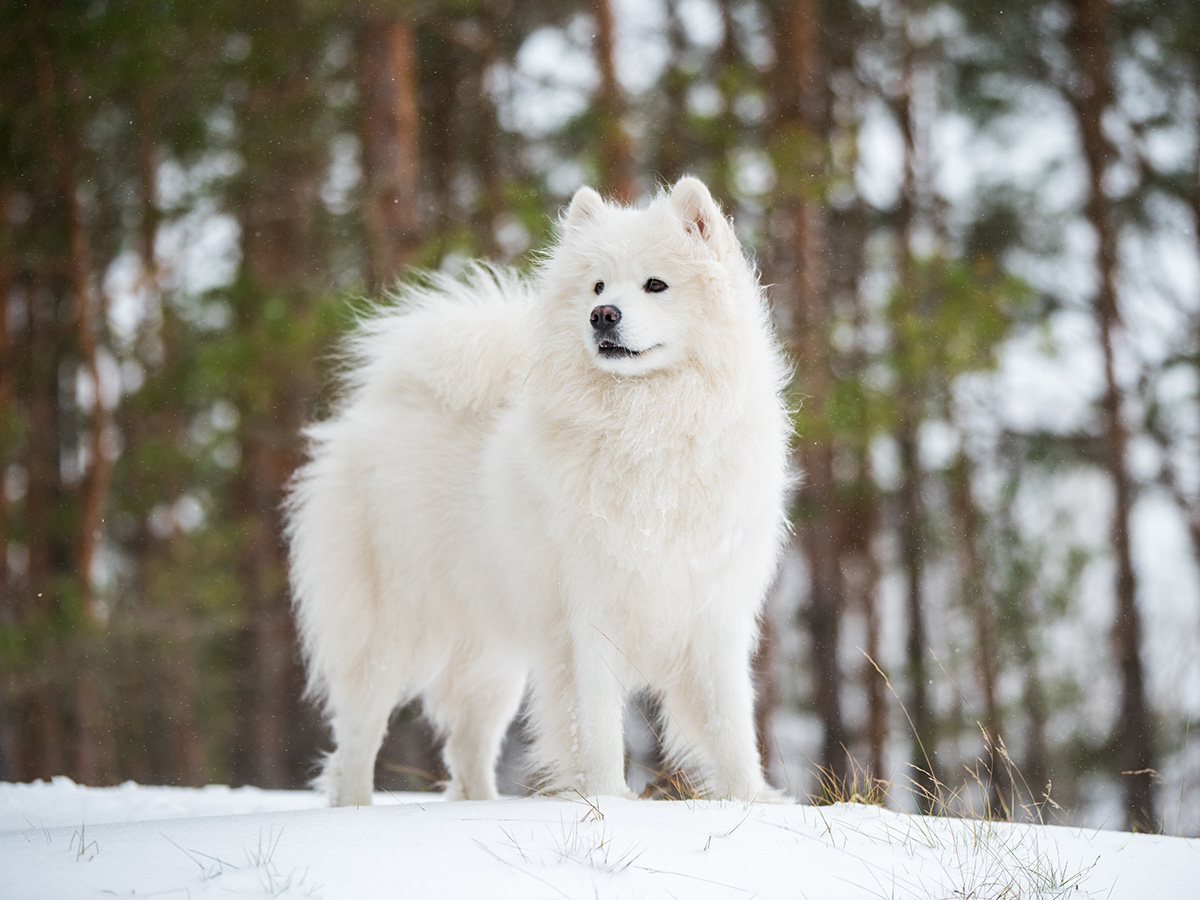 Where are Samoyeds from?