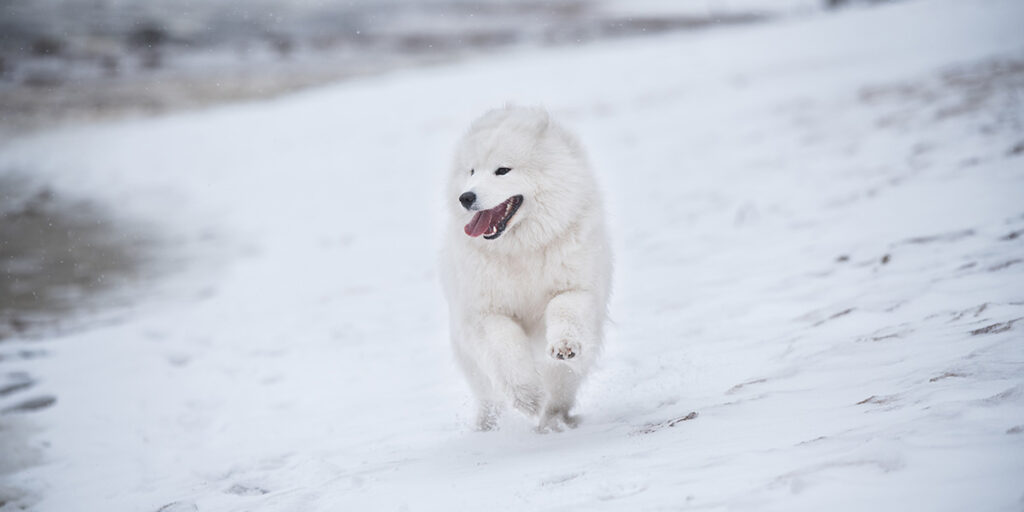 The origin and history of the Samoyed breed.
