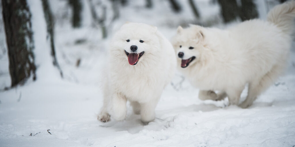 Two Samoyeds running in the snow.