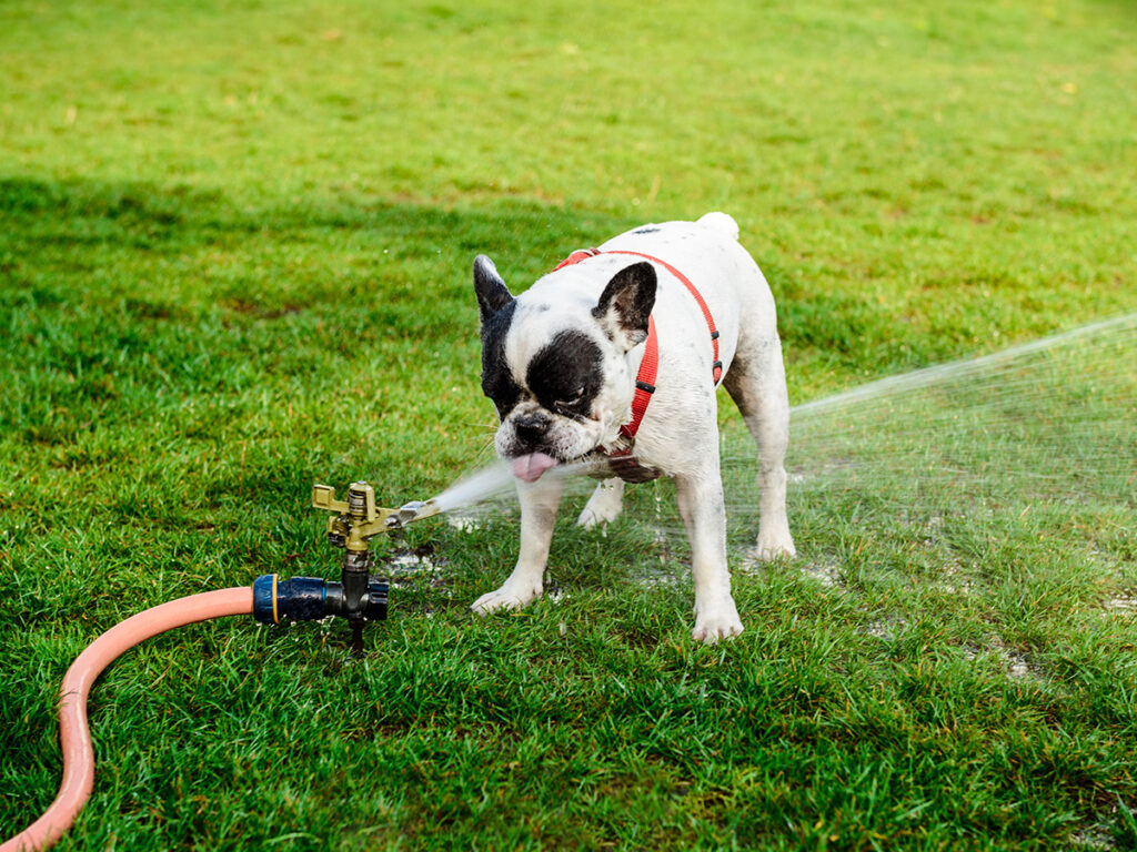 Why is my dog drinking so much water?