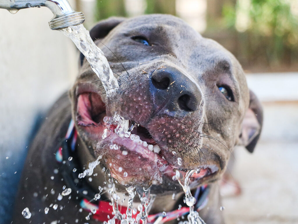 A happy dog drinking a lot of water.