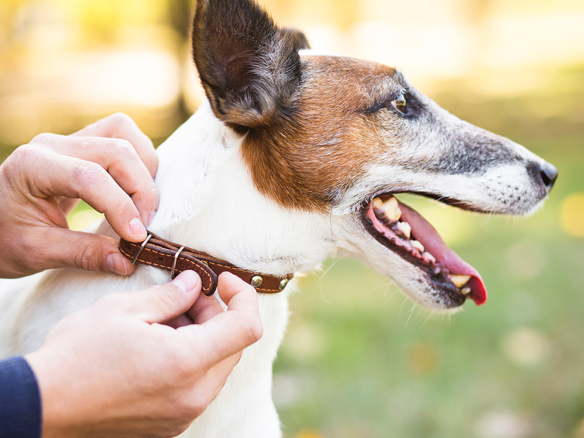 Best flea collars for dogs - rated and reviewed.