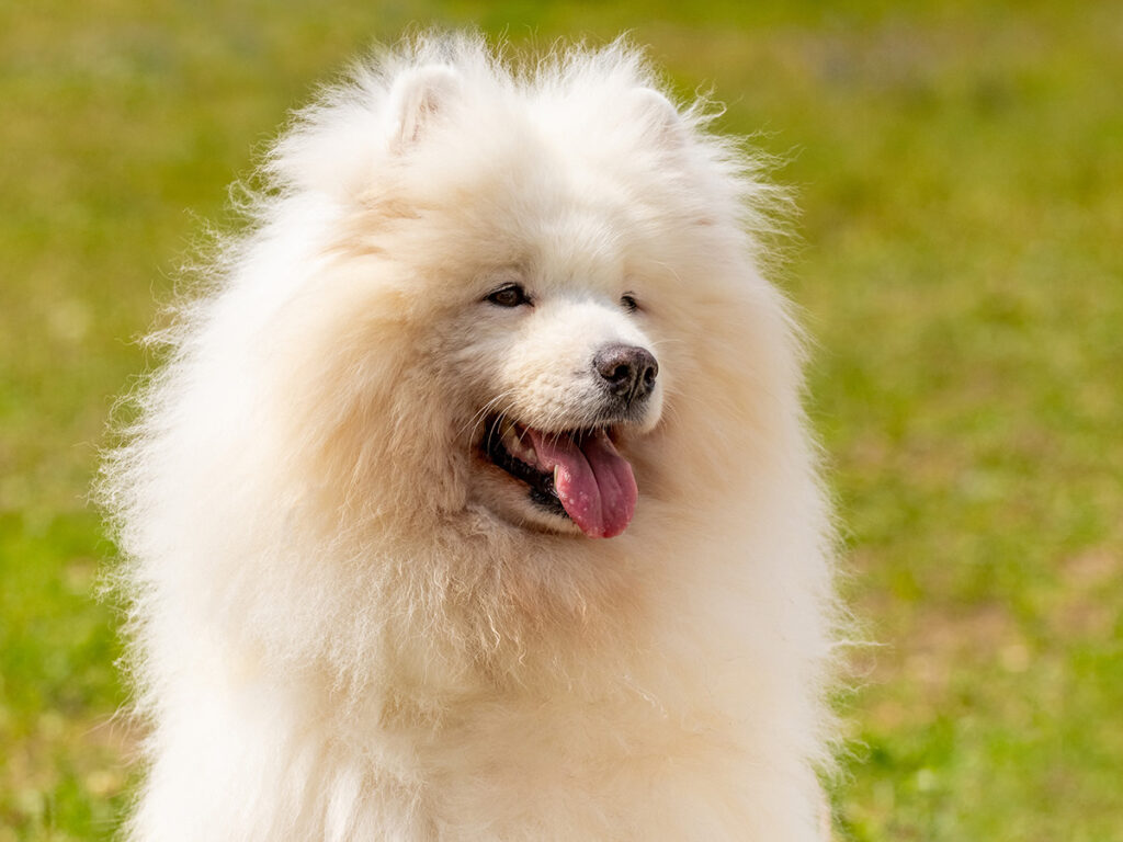 Big fluffy dogs - Samoyed.