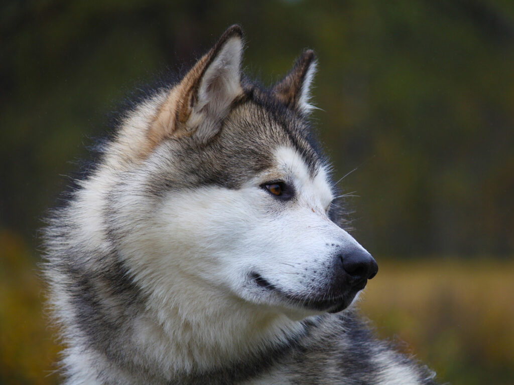 Big fluffy dogs - Alaskan Malamute.