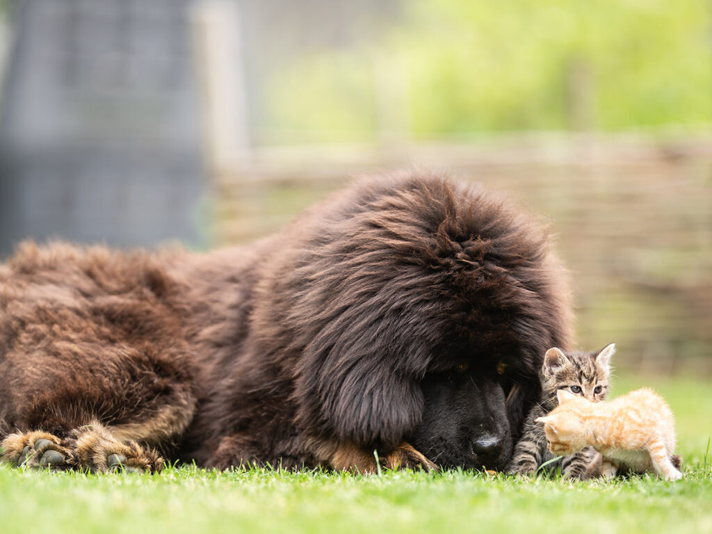 Big fluffy dogs - Tibetan Mastiff.