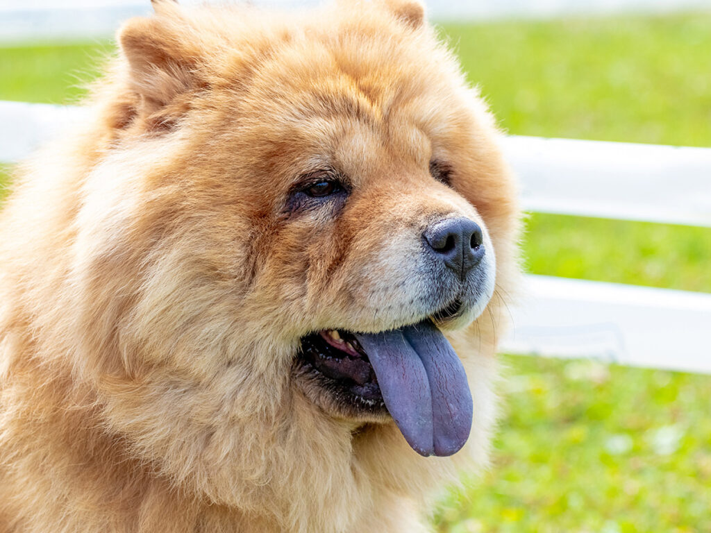 Big fluffy dogs - Chow Chow.