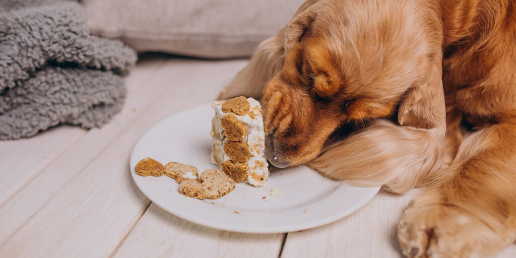What to do if your dog ate too much cinnamon?