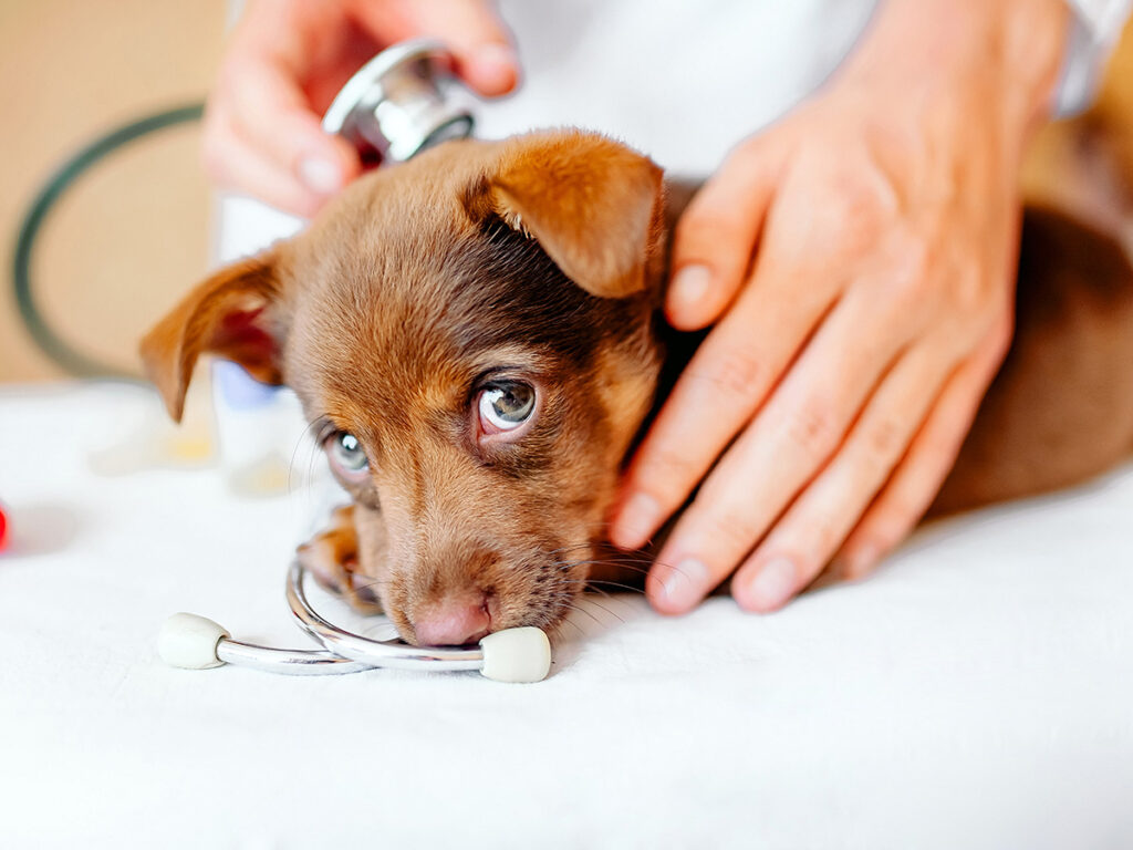 Should you microchip your dog?