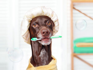 Wash your dog to get rid of the smell.