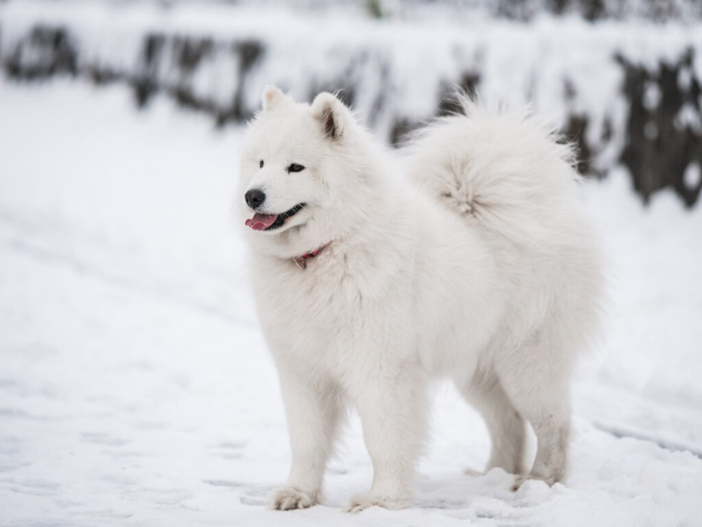 White dogs - Samoyed.