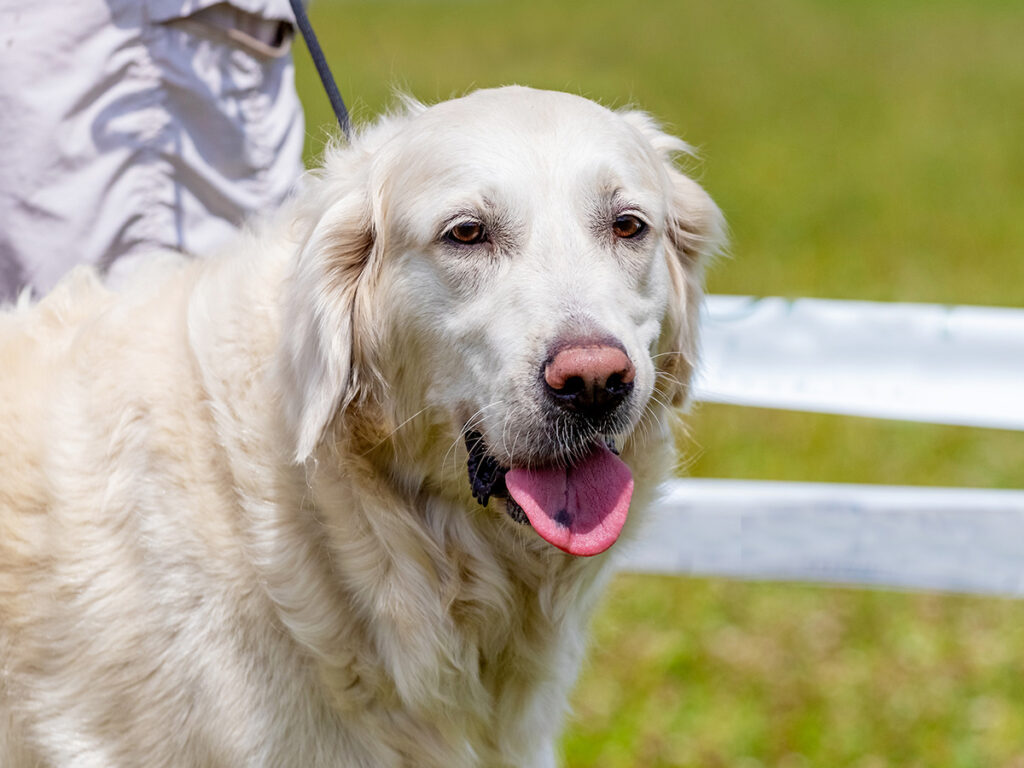 White dog breeds - Akbash dog.