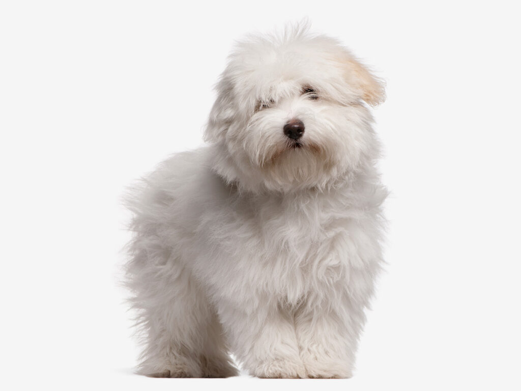 White dog breeds - Coton de Tulear.