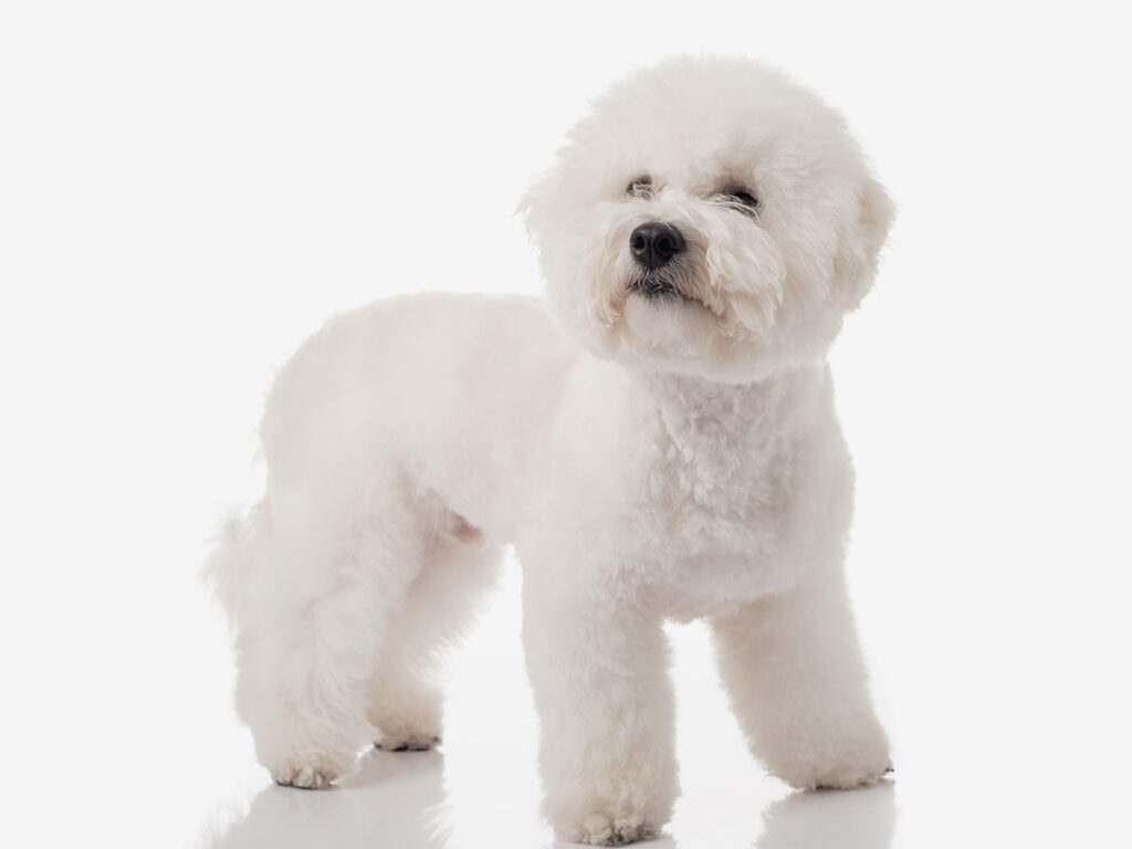 White dog breeds - Bichon frise.