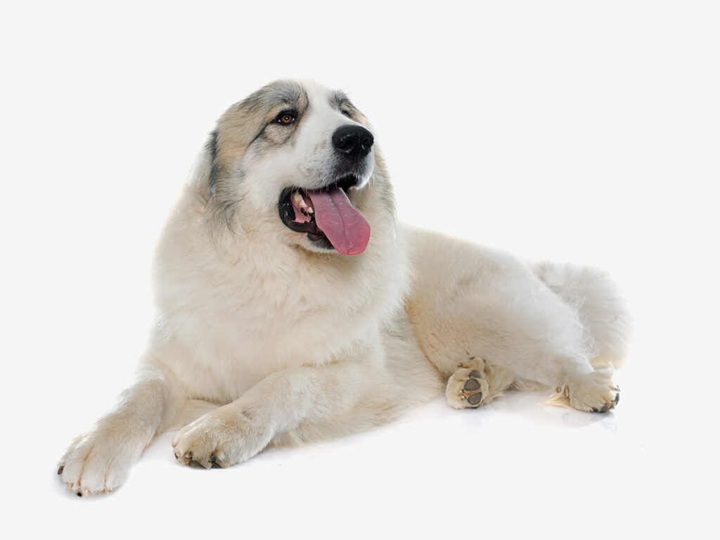 White dog breeds - Great Pyrenees.