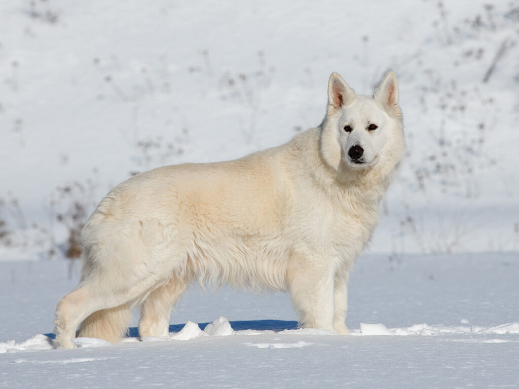 White dogs - White Swiss Shepherd.