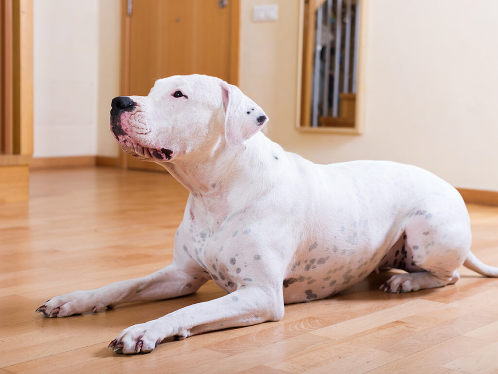 White dog breeds - Dogo Argentino.