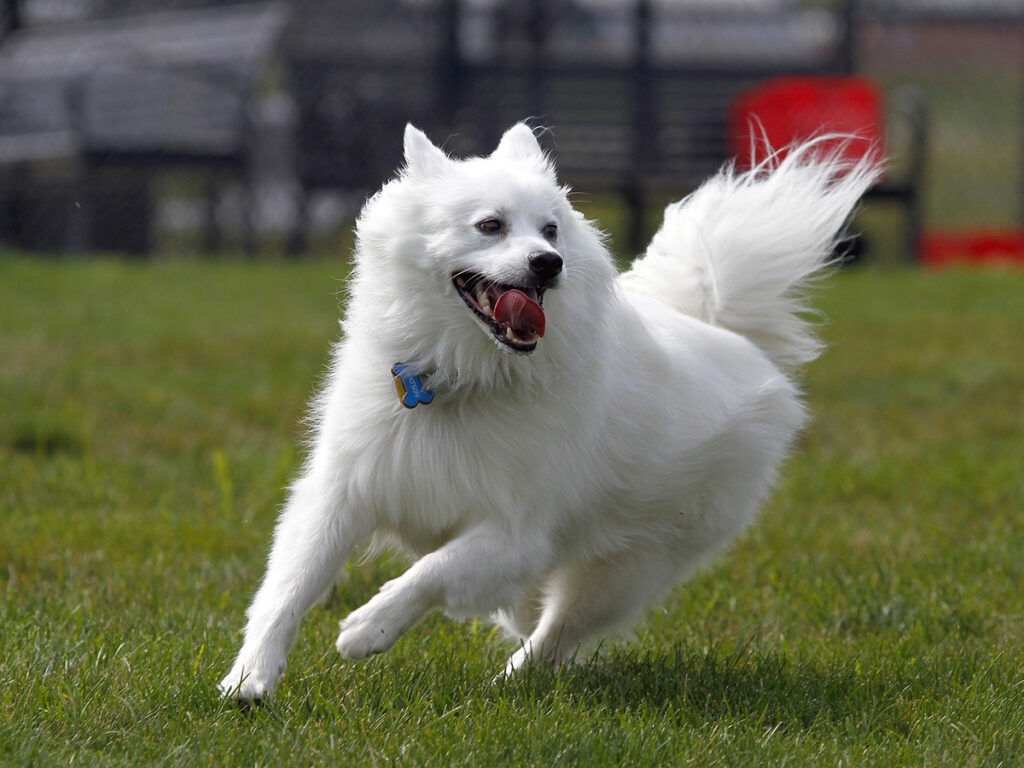 White dogs - American Eskimo Dog.