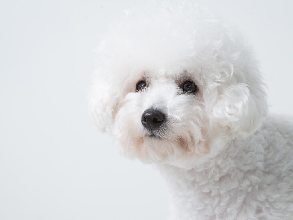 White dog breeds - Maltese.