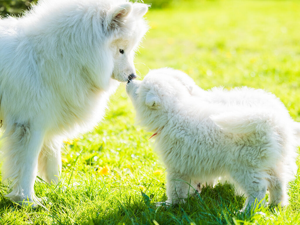 Why do dogs smell bad?