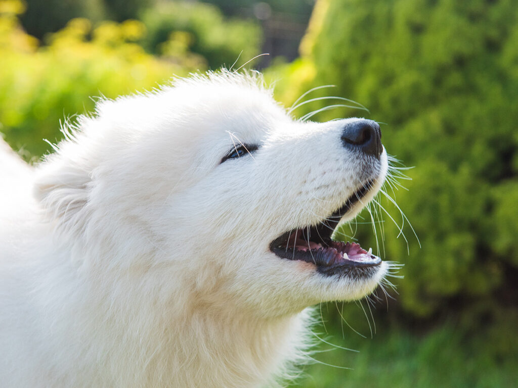 Do Samoyeds bark a lot?