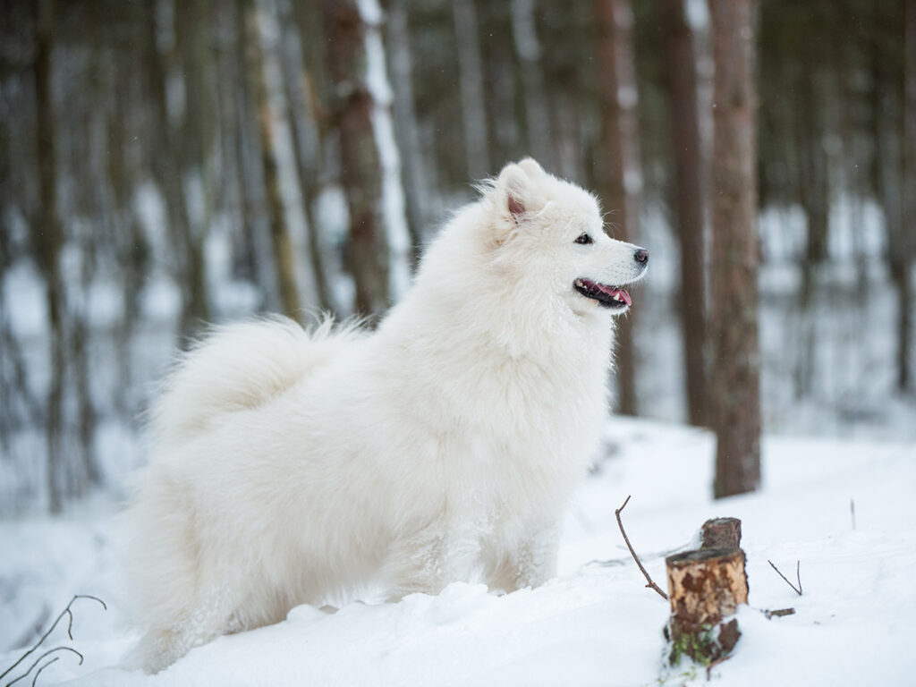 Why Do Samoyeds Curl Their Tails - Uncovering The Secret