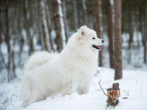 Why do Samoyeds curl their tails?