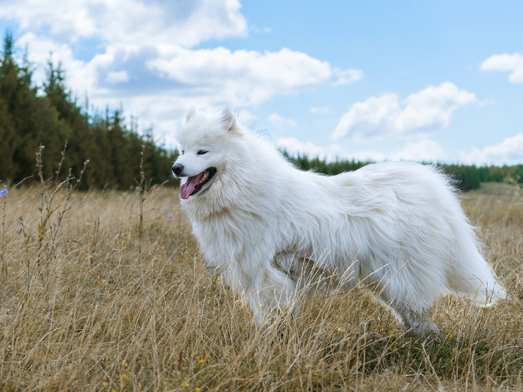 Samoyed tail position - relaxed.