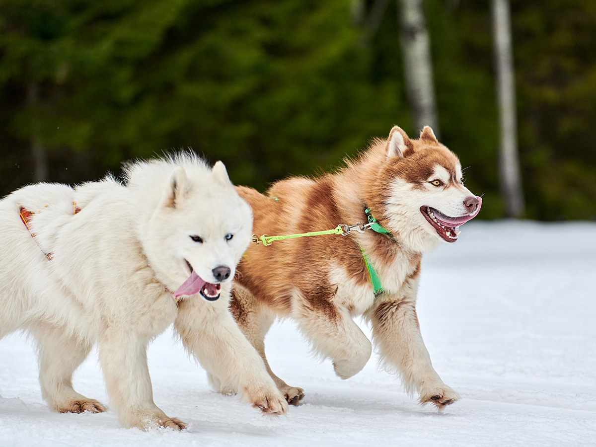 Are Samoyeds closely related to wolves?