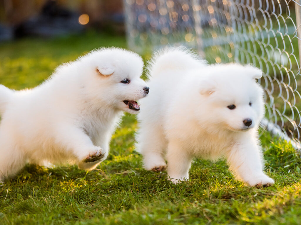 Are Samoyeds destructive?