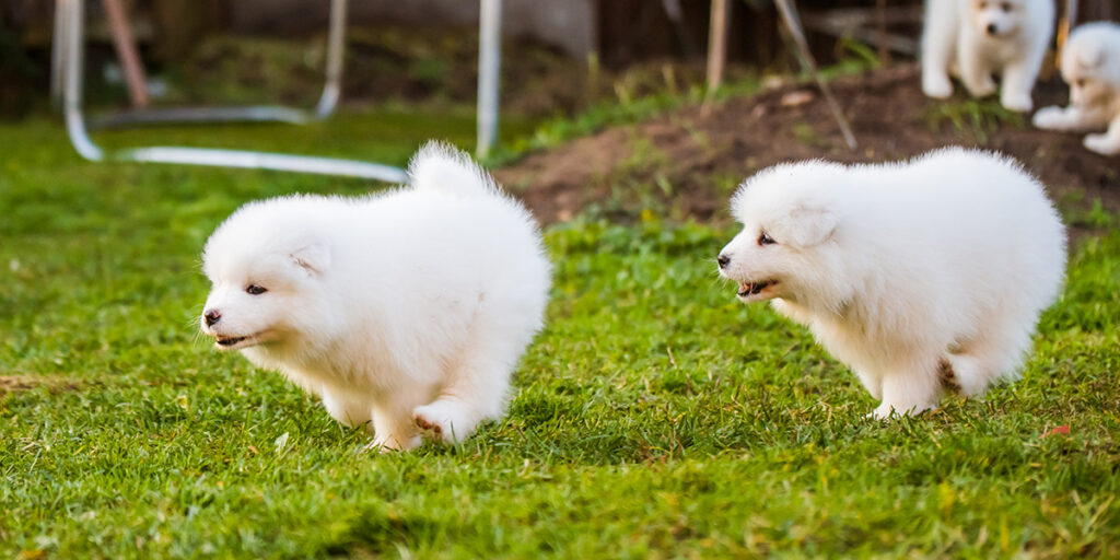 Samoyed puppy chasing a cat.