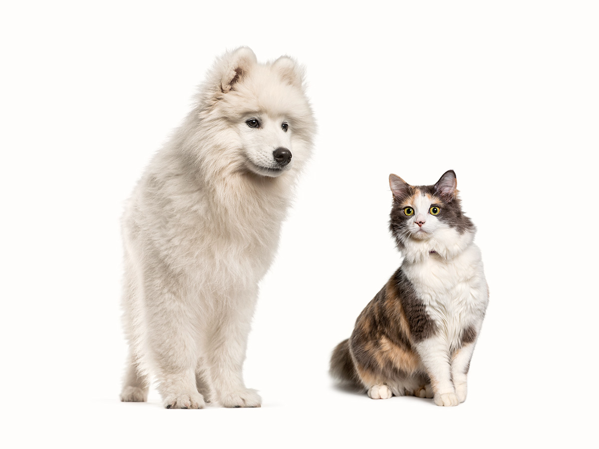 Are Samoyeds good with cats?