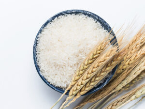 Can Samoyeds eat rice?