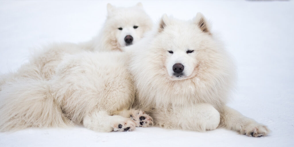 Is rice healthy for Samoyeds?