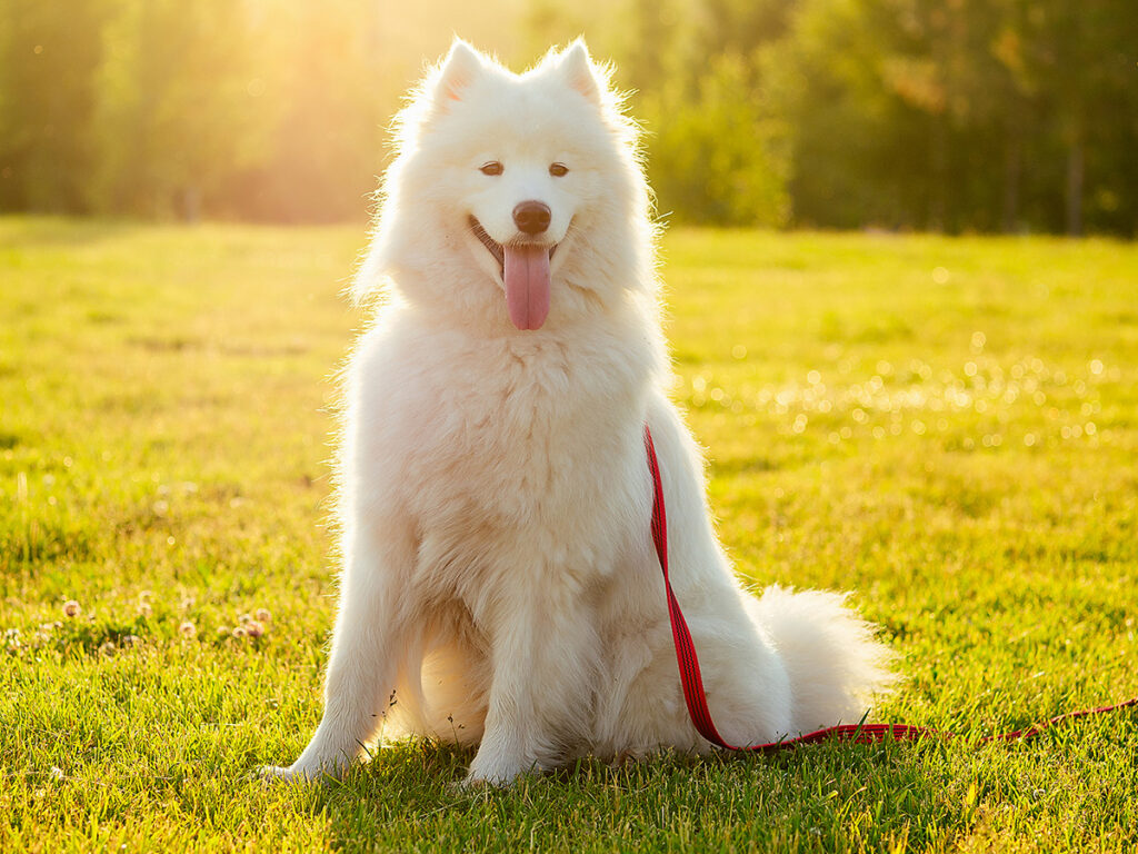 Do Samoyeds need a lot of exercise?