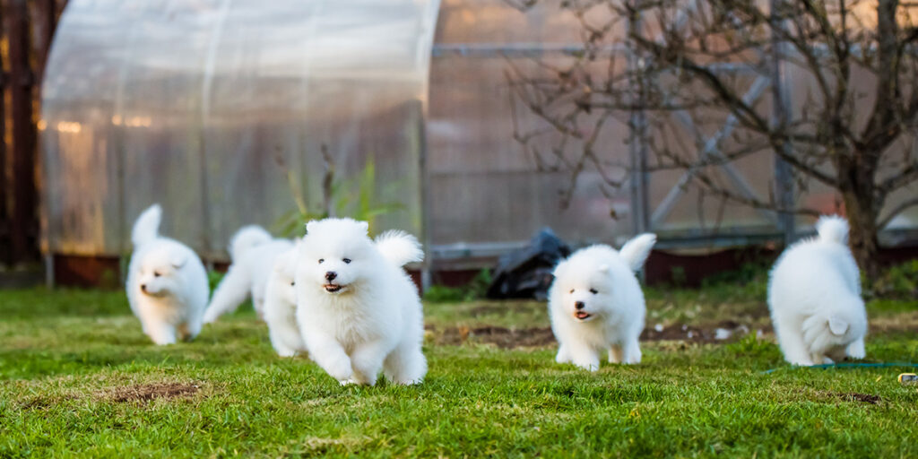 Best exercise activities for Samoyeds.