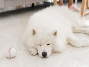 Are Samoyeds indoor dogs?