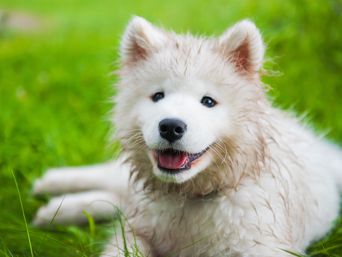 When does a Samoyed stop growing?